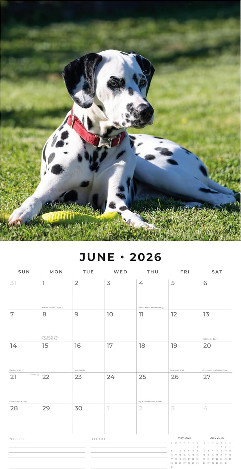 Red Robin 2026 Dalmatian Puppies Monthly Wall Calendar | 12" x 24" Open | Premium Thick & Sturdy Paper | Hangable 12 Month Calendar | Lined Notes & To Do Area | Vivid Images | Plastic Free