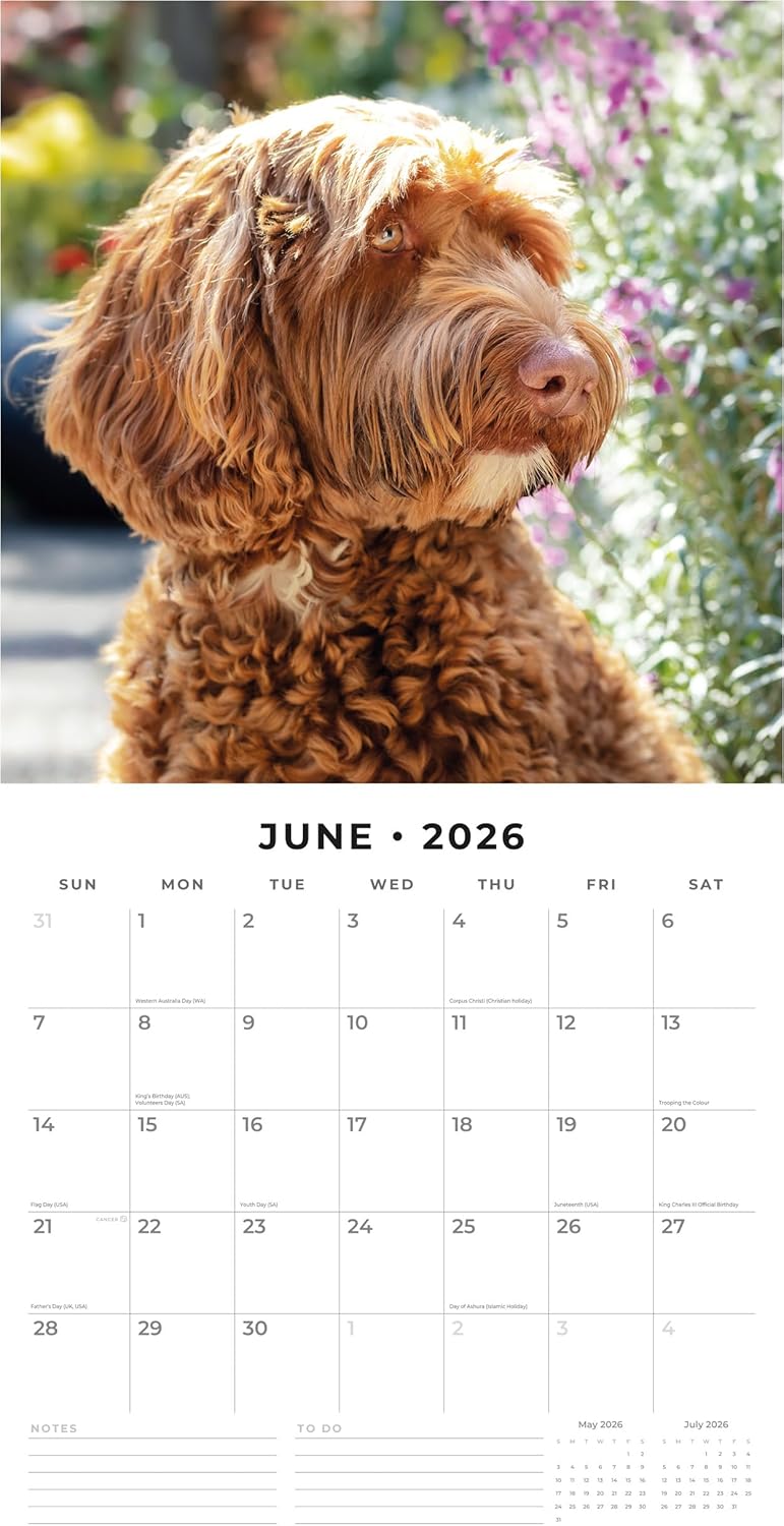 Red Robin 2026 Labradoodles Monthly Wall Calendar | 12" x 24" Open | Premium Thick & Sturdy Paper | Hangable 12 Month Calendar | Lined Notes & To Do Area | Vivid Images | Plastic Free