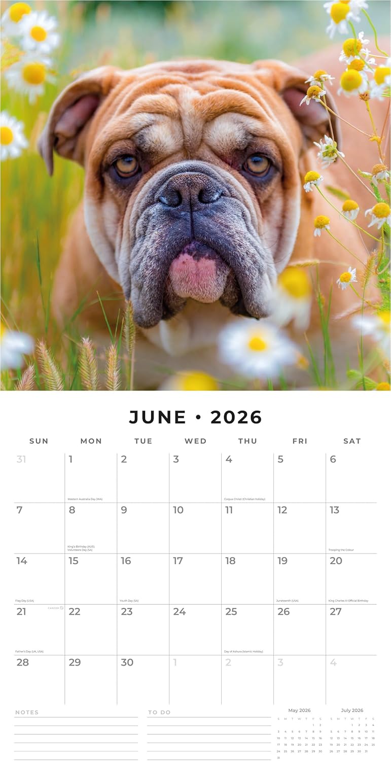 Red Robin 2026 Bulldogs Monthly Wall Calendar | 12" x 24" Open | Premium Thick & Sturdy Paper | Hangable 12 Month Calendar | Lined Notes & To Do Area | Vivid Images | Plastic Free