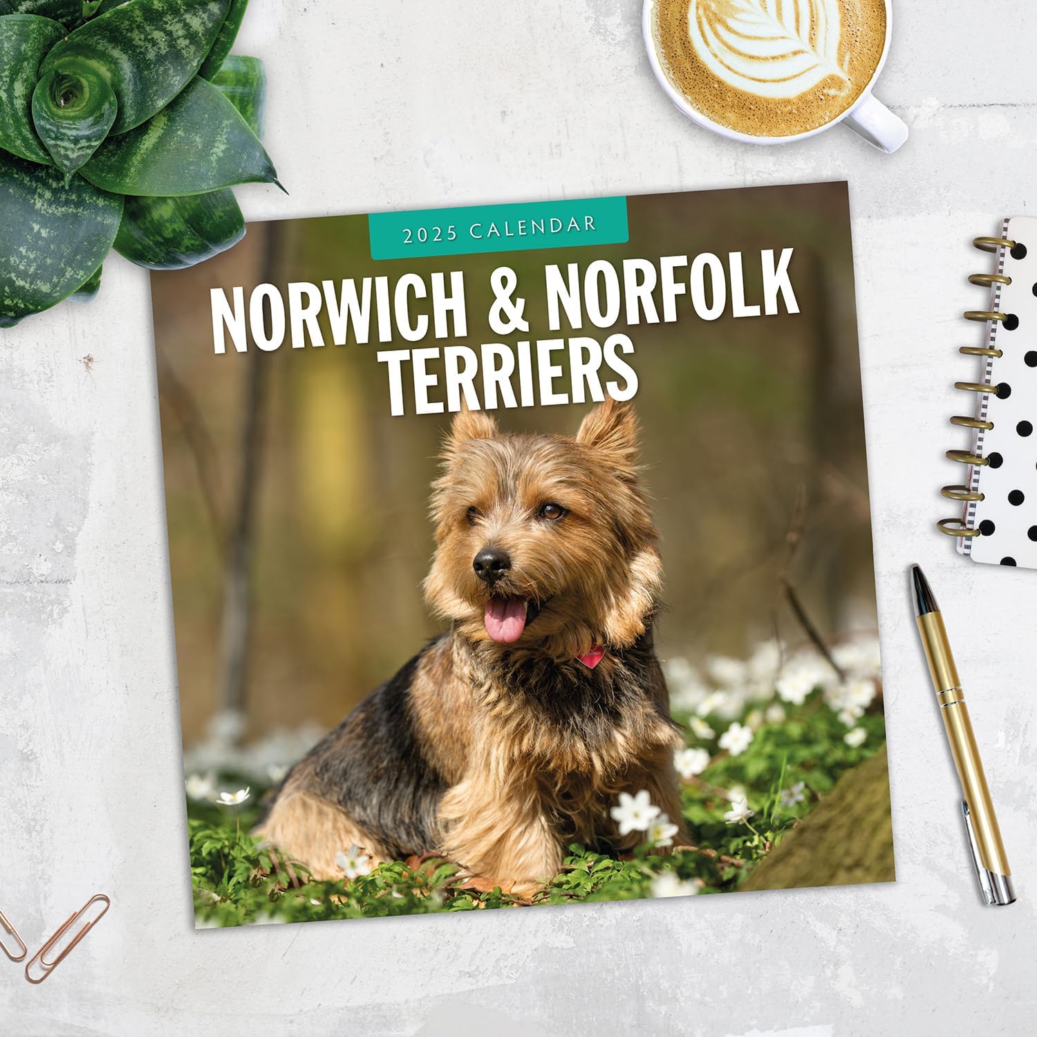Red Robin 2025 Norwich-/Norfolk Terriers Monthly Wall Calendar | 12" x 24" Open | Premium Thick & Sturdy Paper | Hangable 12 Month Calendar | Plastic Free | 4 Month Transition Page for 2024