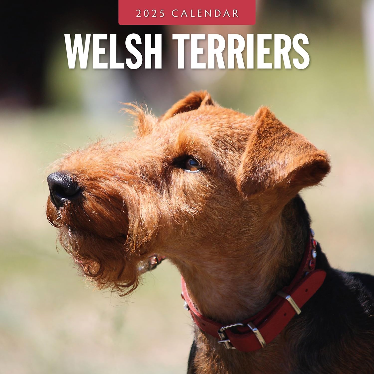 Red Robin 2025 Welsh Terriers Monthly Wall Calendar | 12" x 24" Open | Premium Thick & Sturdy Paper | Hangable 12 Month Calendar | Plastic Free | 4 Month Transition Page for 2024