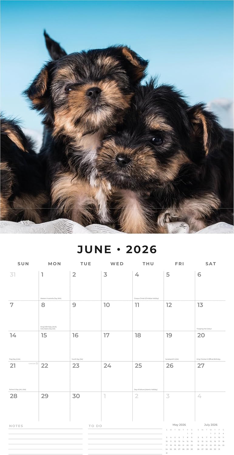 Red Robin 2026 Yorkshire Terrier Puppies Monthly Wall Calendar | 12" x 24" Open | Premium Thick & Sturdy Paper | Hangable 12 Month Calendar | Lined Notes & To Do Area | Vivid Images | Plastic Free