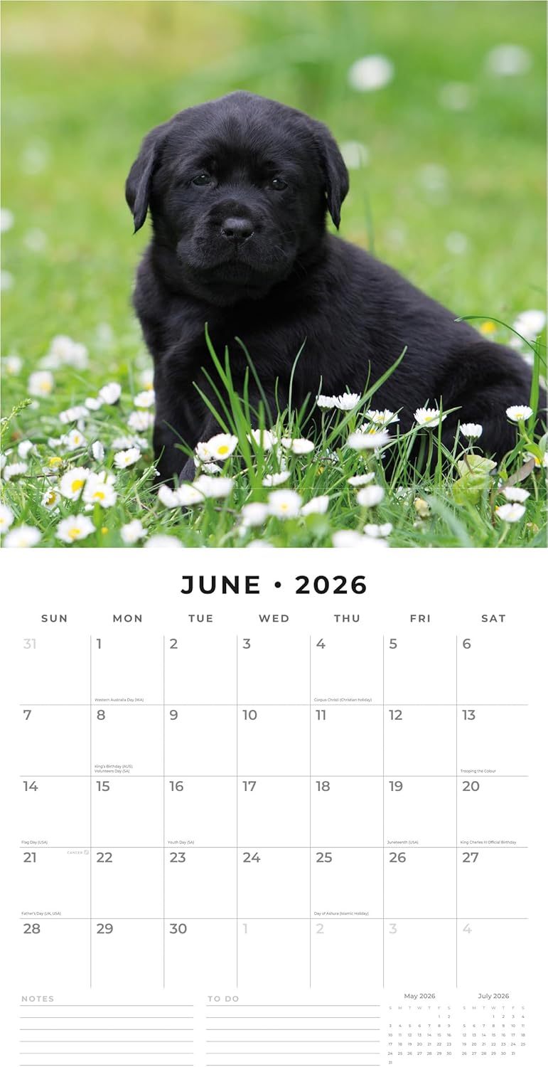 Red Robin 2026 Black Labrador Retriever Puppies Monthly Wall Calendar | 12" x 24" Open | Premium Thick & Sturdy Paper | Hangable 12 Month Calendar | Lined Notes & To Do Area | Plastic Free