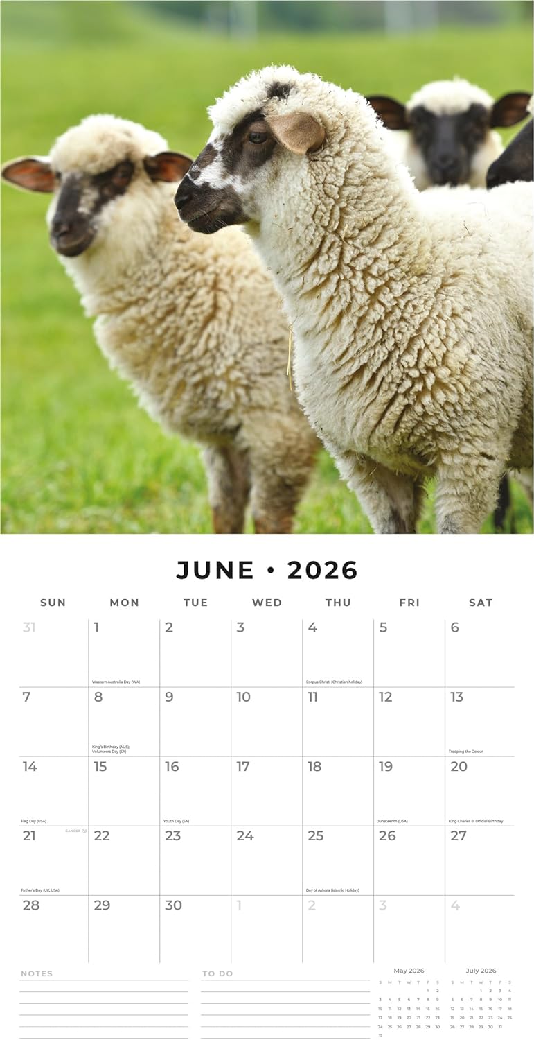 Red Robin 2026 Sheep Monthly Wall Calendar | 12" x 24" Open | Premium Thick & Sturdy Paper | Hangable 12 Month Calendar | Lined Notes & To Do Area | Vivid Images | Plastic Free