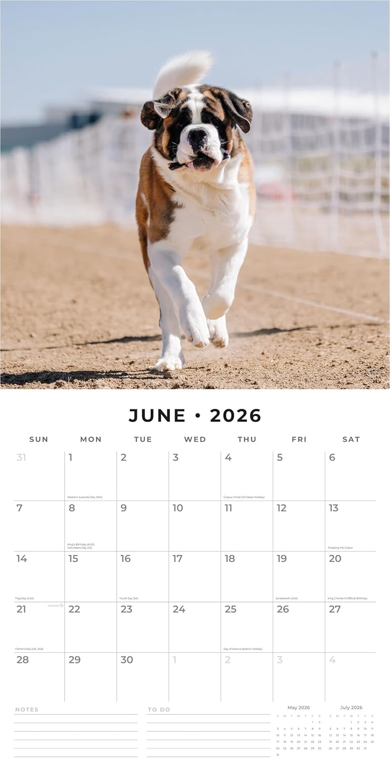 Red Robin 2026 Saint Bernards Monthly Wall Calendar | 12" x 24" Open | Premium Thick & Sturdy Paper | Hangable 12 Month Calendar | Lined Notes & To Do Area | Vivid Images | Plastic Free