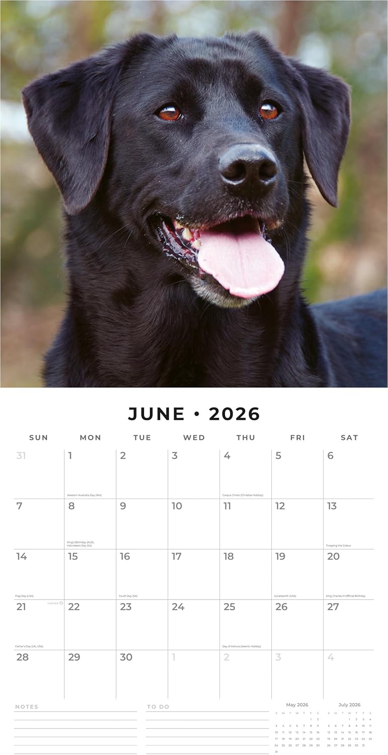 Red Robin 2026 Black Labradors Monthly Wall Calendar | 12" x 24" Open | Premium Thick & Sturdy Paper | Hangable 12 Month Calendar | Lined Notes & To Do Area | Vivid Images | Plastic Free