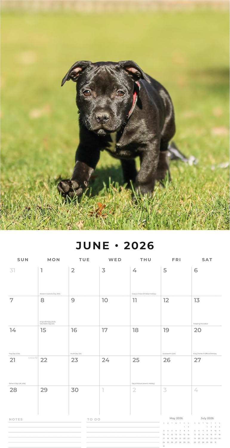 Red Robin 2026 Staffordshire Bull Terrier Puppies Monthly Wall Calendar | 12" x 24" Open | Premium Thick & Sturdy Paper | Hangable 12 Month Calendar | Lined Notes & To Do Area | Plastic Free