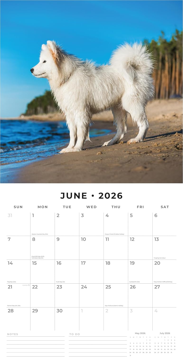 Red Robin 2026 Samoyeds Monthly Wall Calendar | 12" x 24" Open | Premium Thick & Sturdy Paper | Hangable 12 Month Calendar | Lined Notes & To Do Area | Vivid Images | Plastic Free