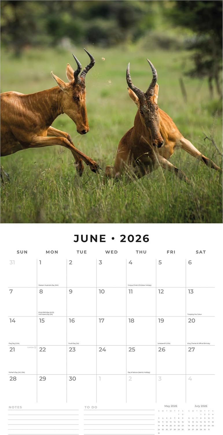 Red Robin 2026 Safari Monthly Wall Calendar | 12" x 24" Open | Premium Thick & Sturdy Paper | Hangable 12 Month Calendar | Lined Notes & To Do Area | Vivid Images | Plastic Free