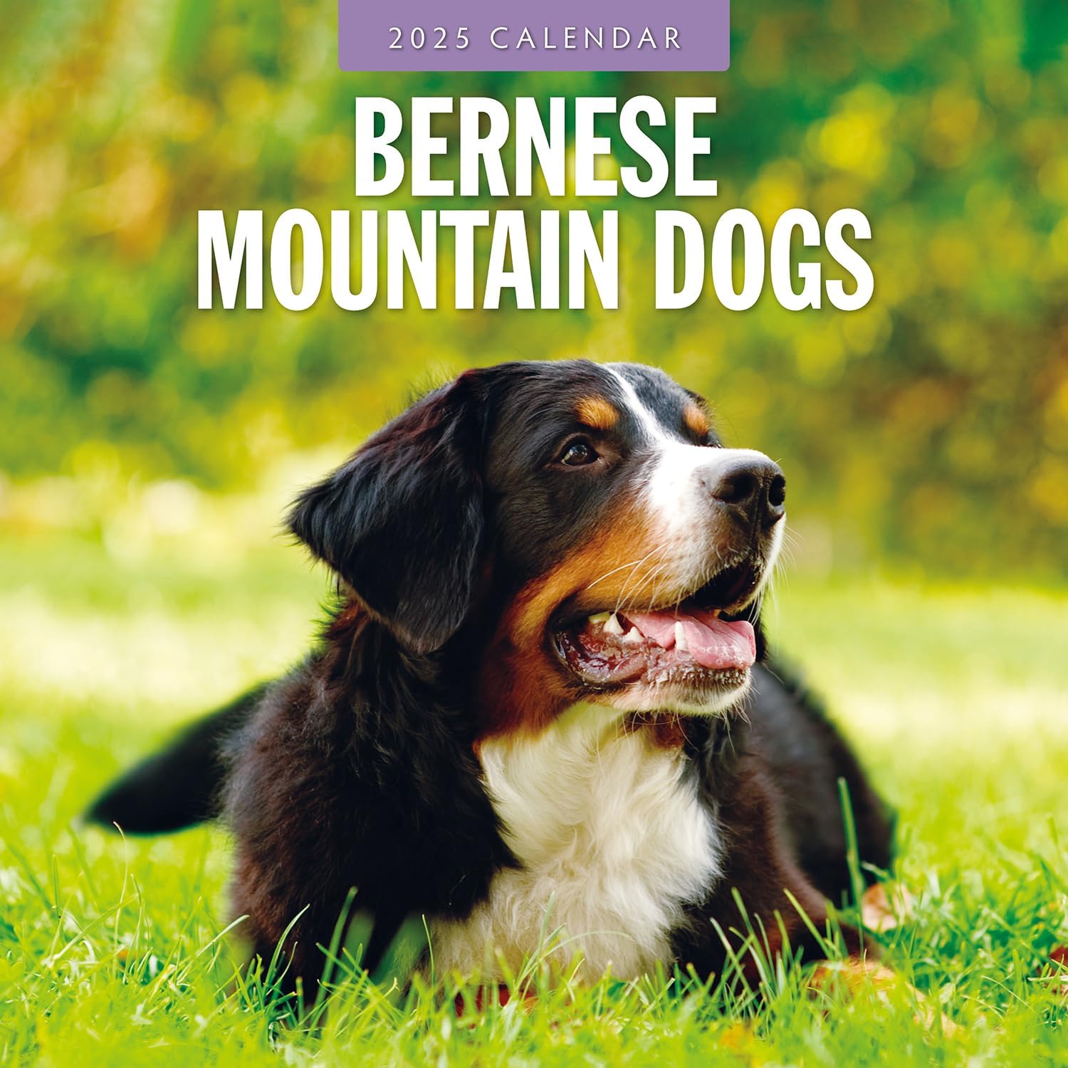 Red Robin 2025 Bernese Mountain Dogs Monthly Wall Calendar | 12" x 24" Open | Premium Thick & Sturdy Paper | Hangable 12 Month Calendar | Plastic Free | 4 Month Transition Page for 2024