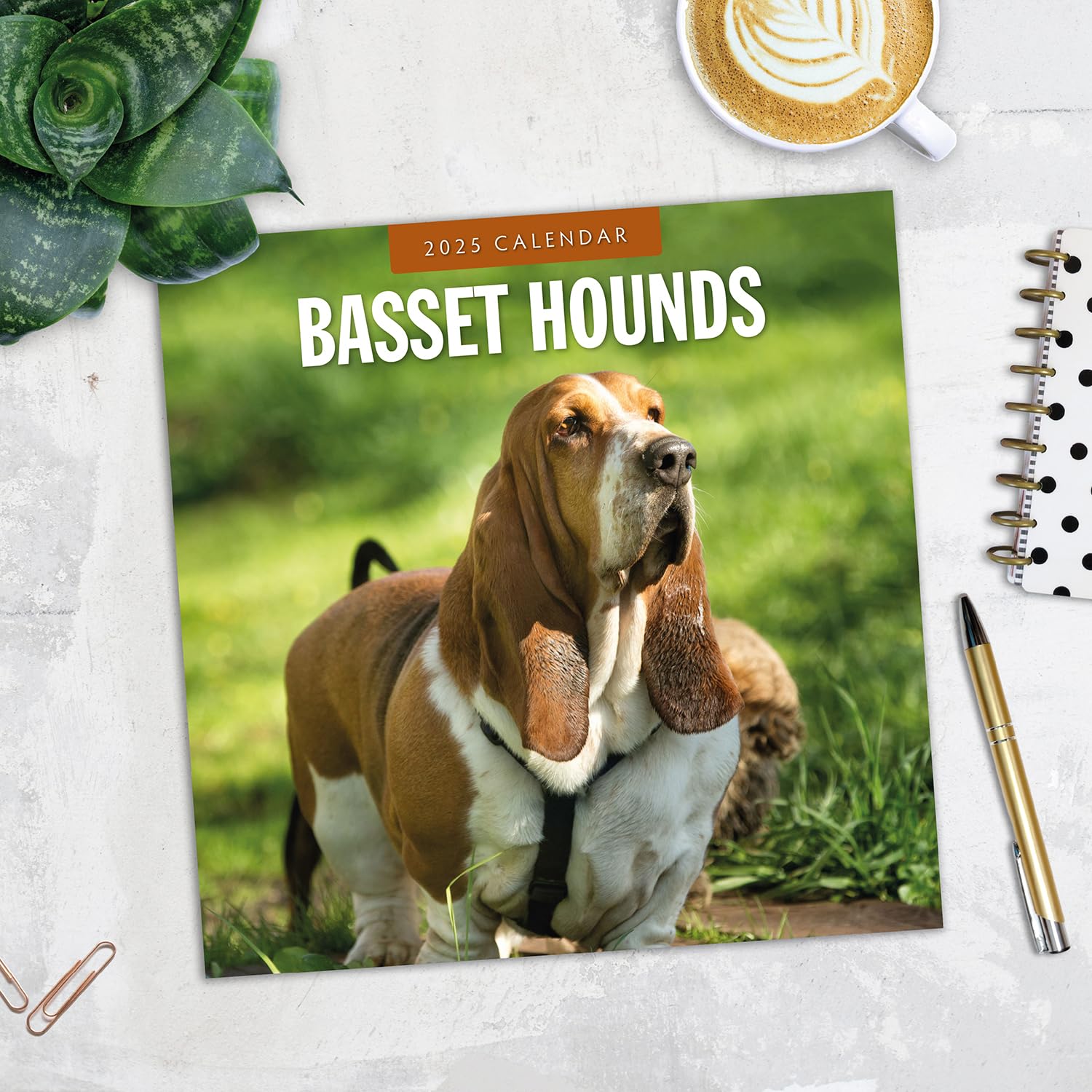 Red Robin 2025 Basset Hounds Monthly Wall Calendar | 12" x 24" Open | Premium Thick & Sturdy Paper | Hangable 12 Month Calendar | Plastic Free | 4 Month Transition Page for 2024