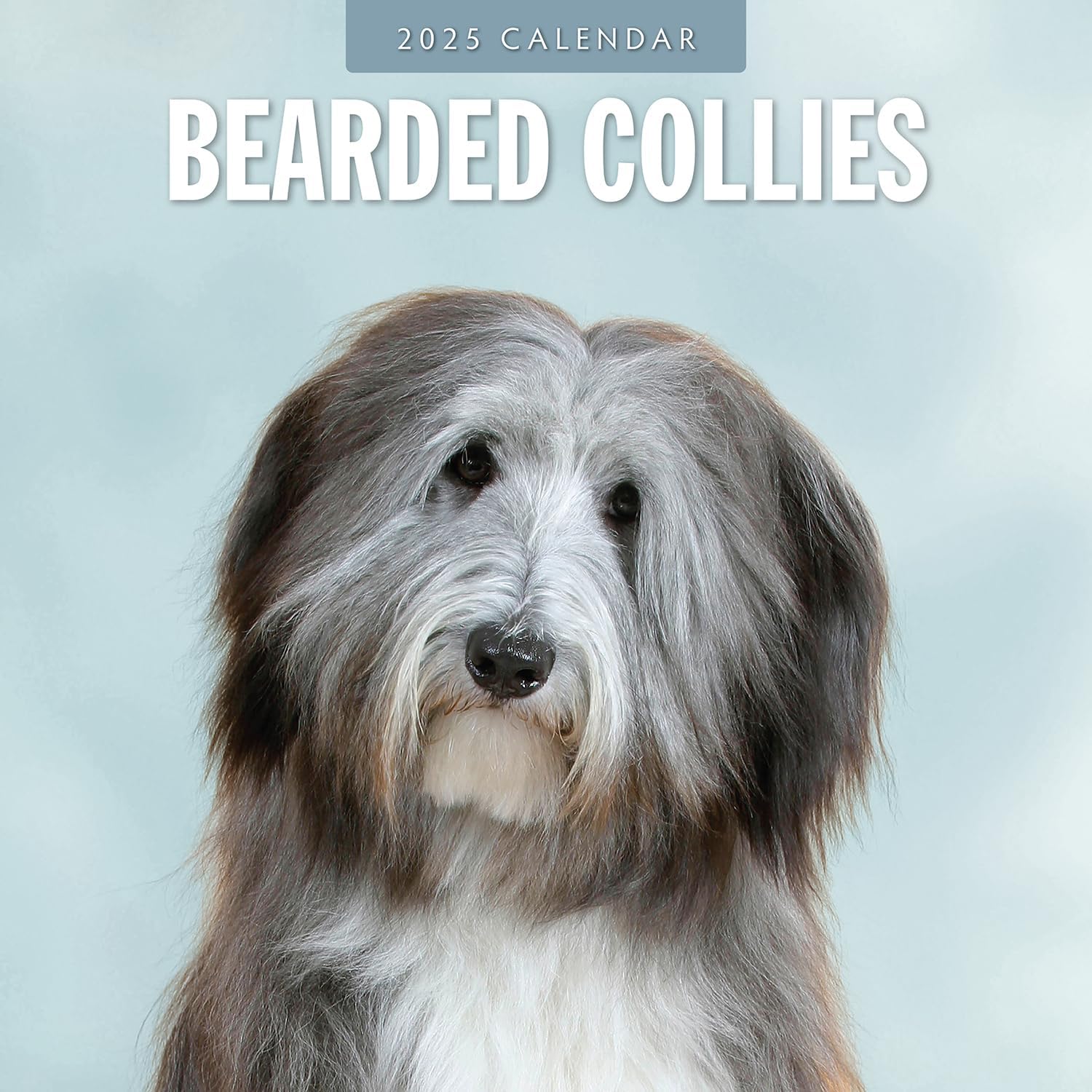 Red Robin 2025 Bearded Collies Monthly Wall Calendar | 12" x 24" Open | Premium Thick & Sturdy Paper | Hangable 12 Month Calendar | Plastic Free | 4 Month Transition Page for 2024