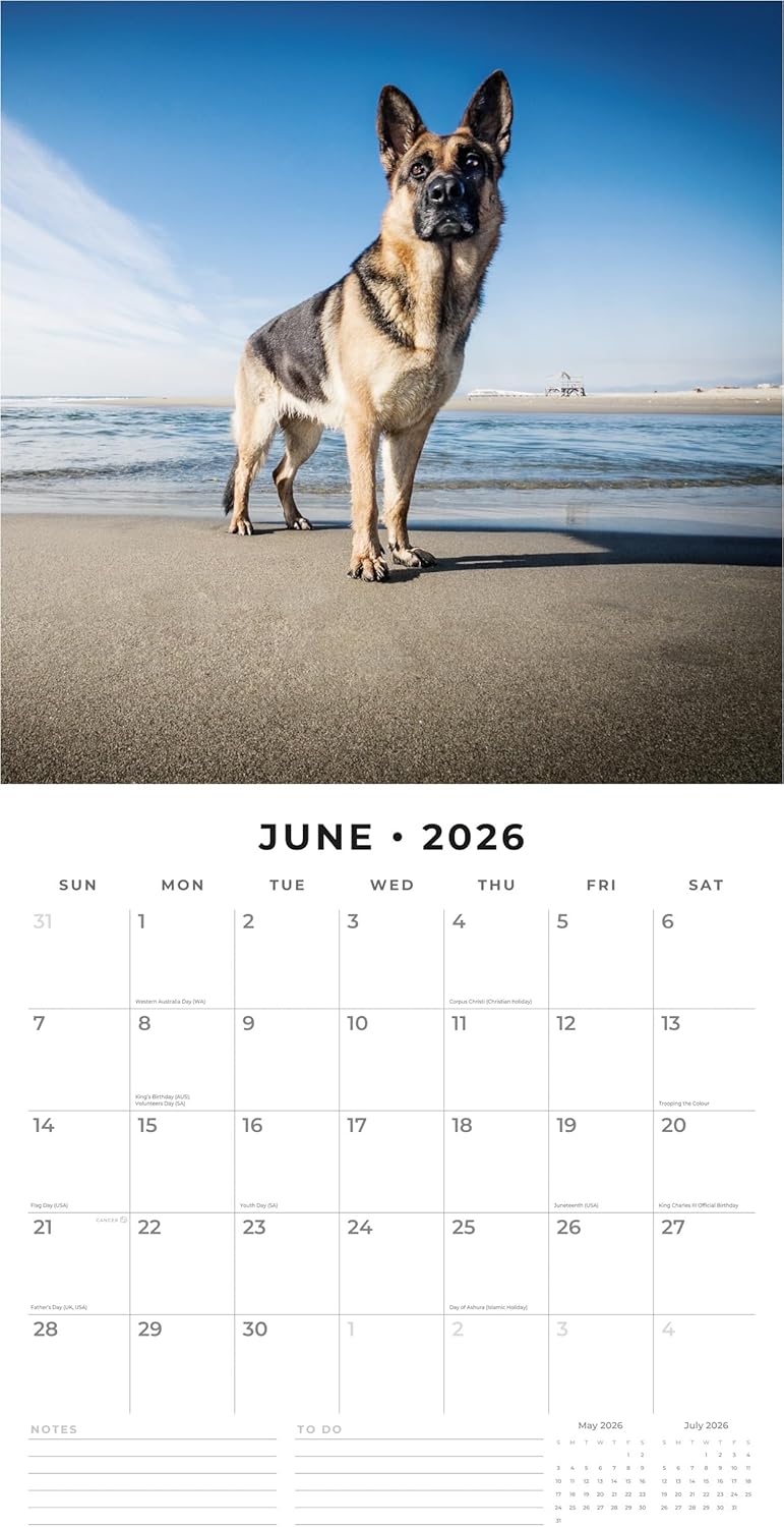 Red Robin 2026 German Shepherds Monthly Wall Calendar | 12" x 24" Open | Premium Thick & Sturdy Paper | Hangable 12 Month Calendar | Lined Notes & To Do Area | Vivid Images | Plastic Free