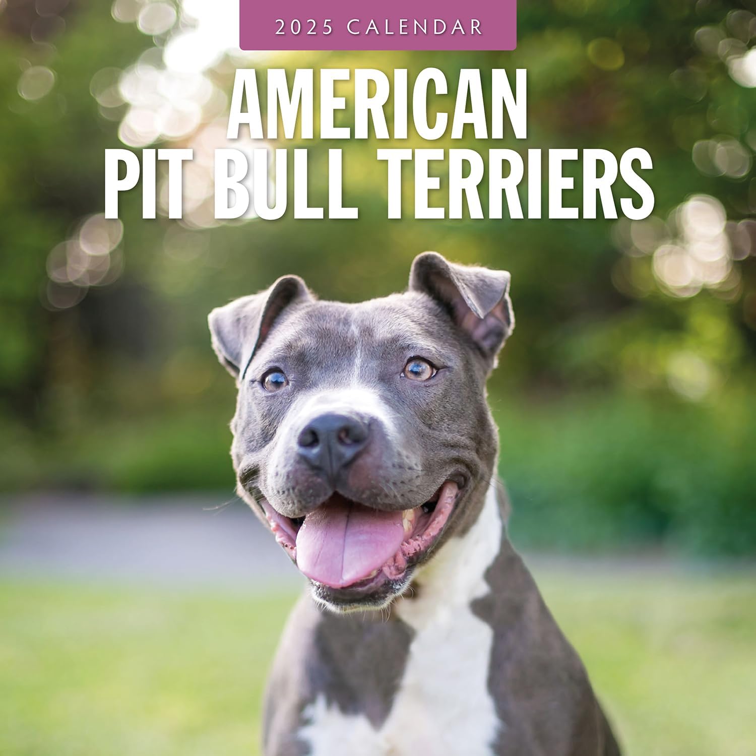 Red Robin 2025 American Pit Bull Terriers Monthly Wall Calendar | 12" x 24" Open | Premium Thick & Sturdy Paper | Hangable 12 Month Calendar | Plastic Free | 4 Month Transition Page for 2024