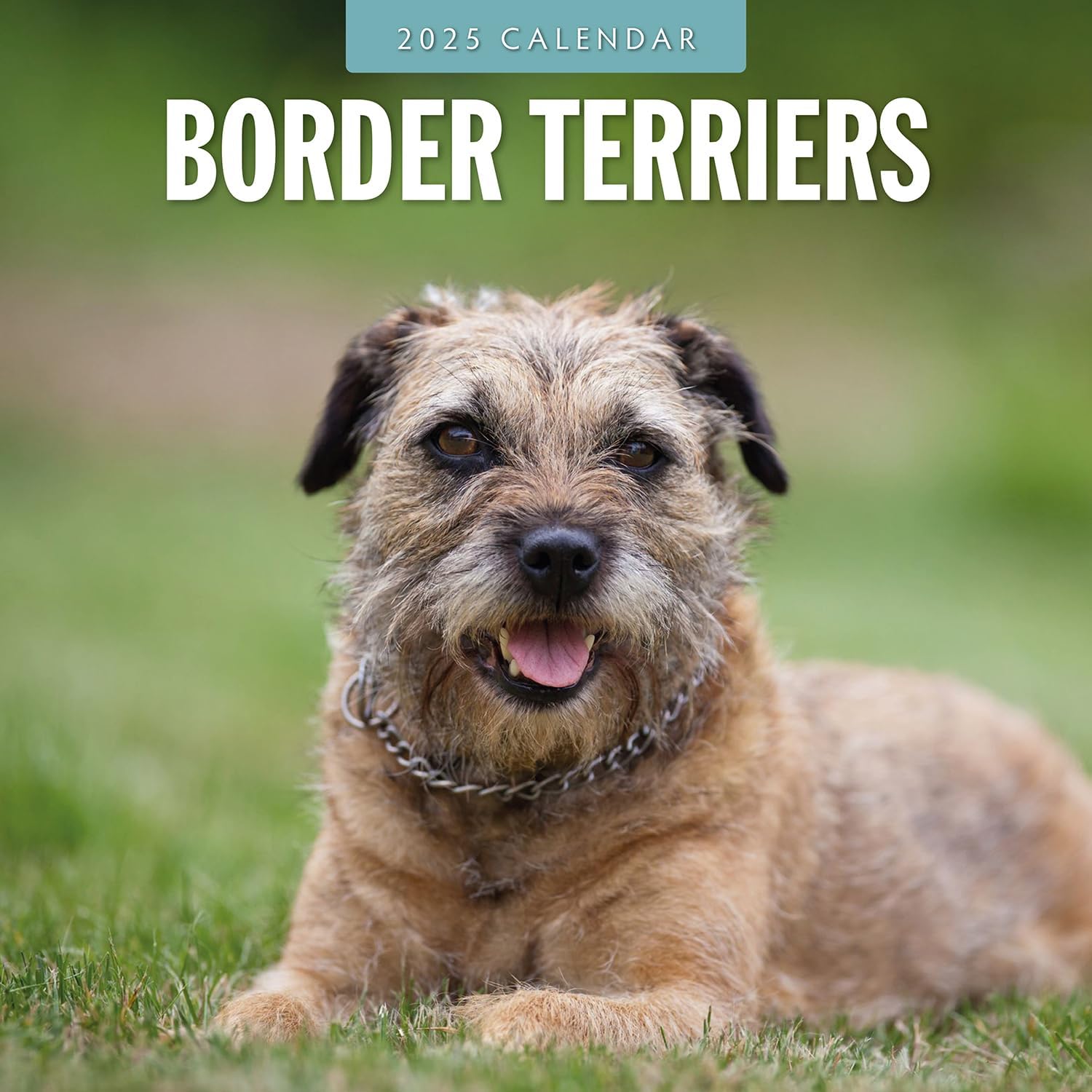 Red Robin 2025 Border Terriers Monthly Wall Calendar | 12" x 24" Open | Premium Thick & Sturdy Paper | Hangable 12 Month Calendar | Plastic Free | 4 Month Transition Page for 2024