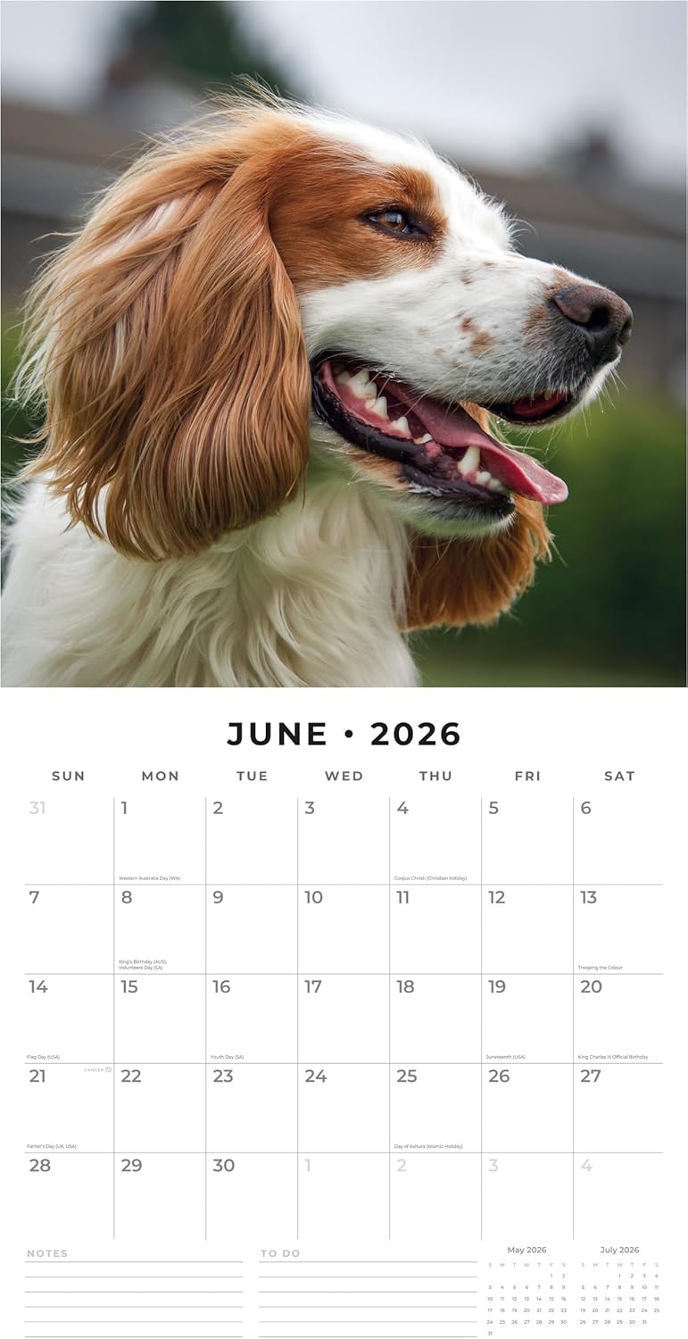 Red Robin 2026 Cocker Spaniels Monthly Wall Calendar | 12" x 24" Open | Premium Thick & Sturdy Paper | Hangable 12 Month Calendar | Lined Notes & To Do Area | Vivid Images | Plastic Free