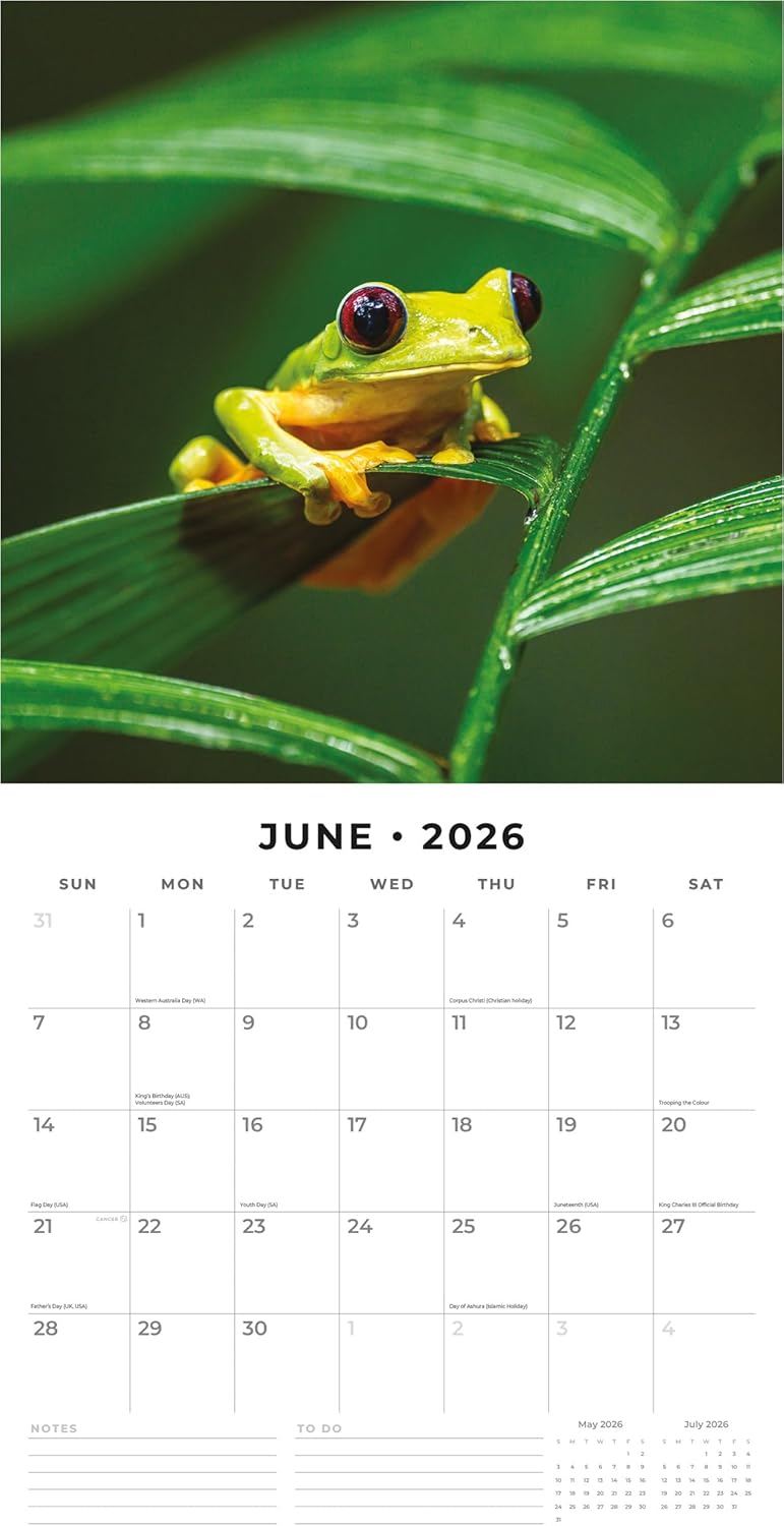 Red Robin 2026 Frogs Monthly Wall Calendar | 12" x 24" Open | Premium Thick & Sturdy Paper | Hangable 12 Month Calendar | Lined Notes & To Do Area | Vivid Images | Plastic Free