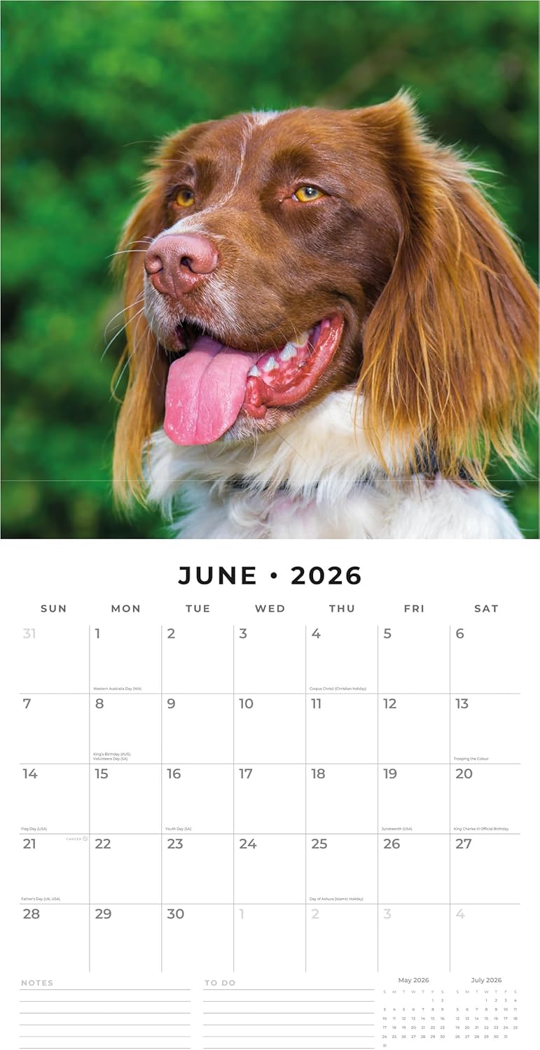 Red Robin 2026 English Springer Spaniels Monthly Wall Calendar | 12" x 24" Open | Premium Thick & Sturdy Paper | Hangable 12 Month Calendar | Lined Notes & To Do Area | Vivid Images | Plastic Free