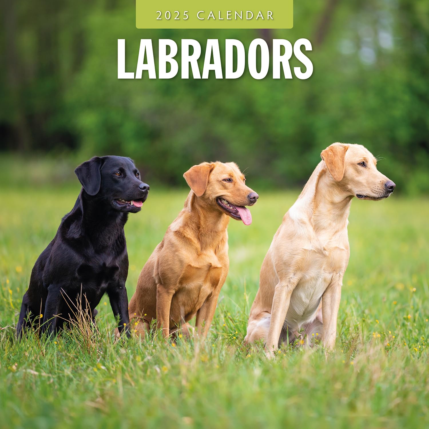 Red Robin 2025 Labradors Monthly Wall Calendar | 12" x 24" Open | Premium Thick & Sturdy Paper | Hangable 12 Month Calendar | Plastic Free | 4 Month Transition Page for 2024