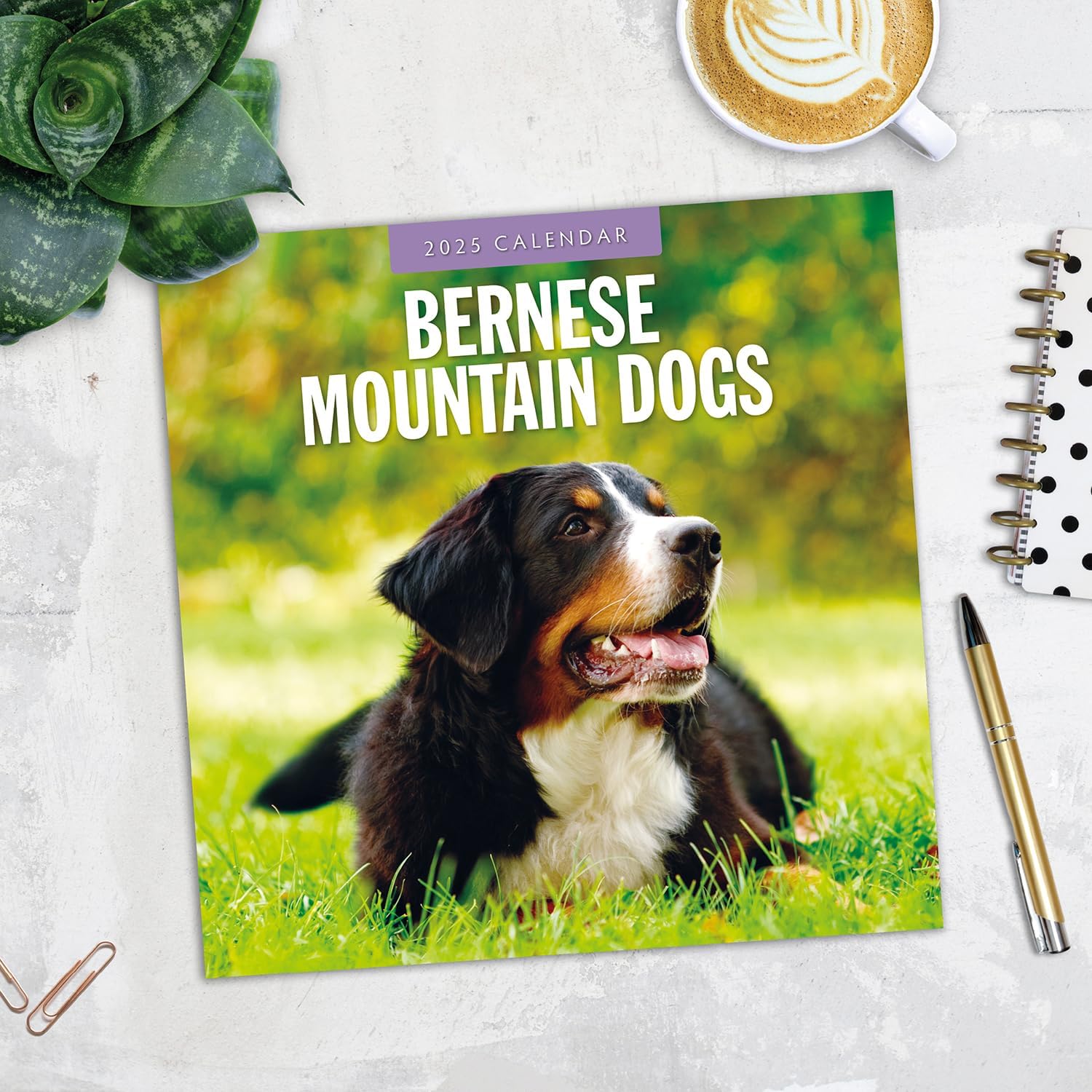 Red Robin 2025 Bernese Mountain Dogs Monthly Wall Calendar | 12" x 24" Open | Premium Thick & Sturdy Paper | Hangable 12 Month Calendar | Plastic Free | 4 Month Transition Page for 2024