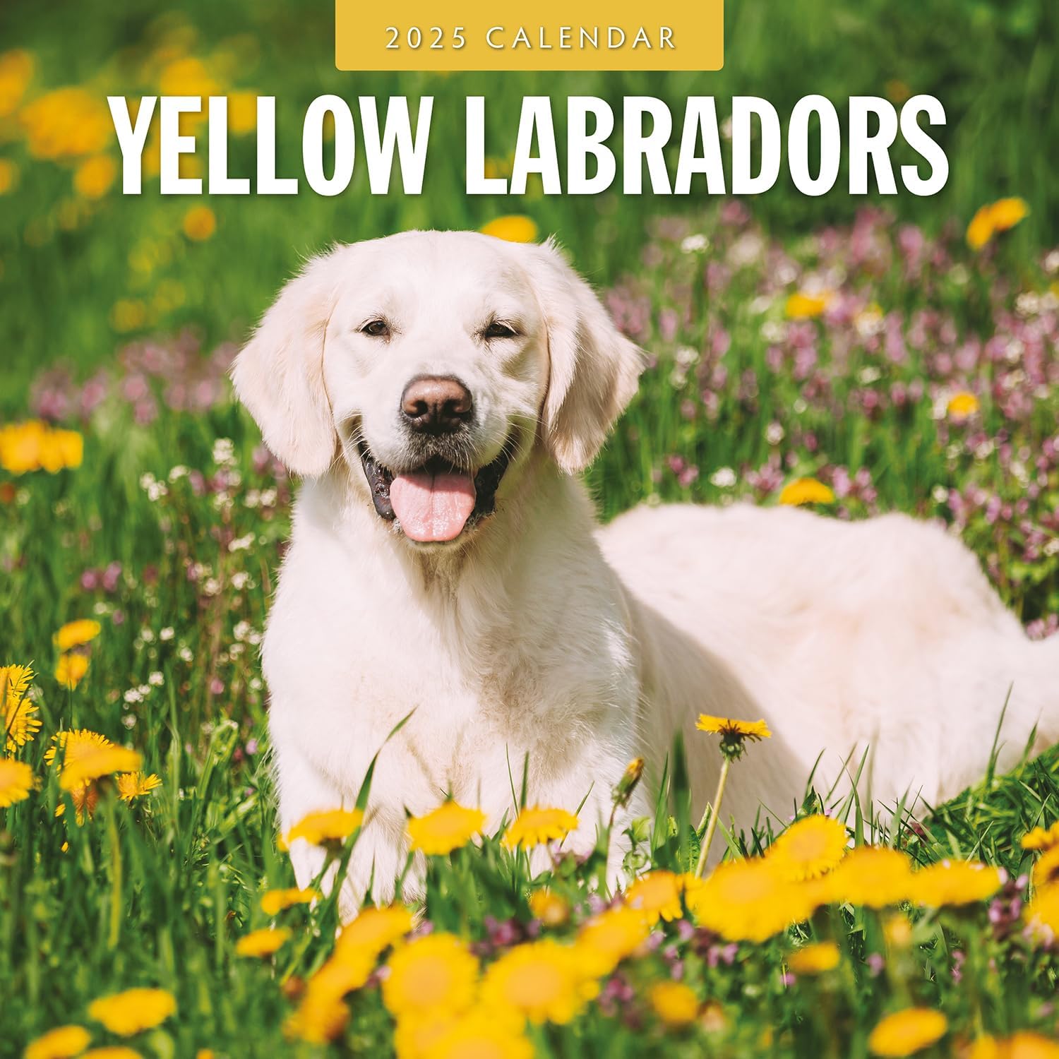 Red Robin 2025 Yellow Labrador Monthly Wall Calendar | 12" x 24" Open | Premium Thick & Sturdy Paper | Hangable 12 Month Calendar | Plastic Free | 4 Month Transition Page for 2024