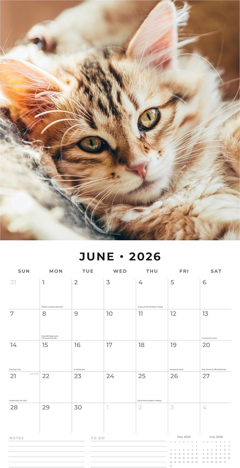 Red Robin 2026 Cats & Kittens Monthly Wall Calendar | 12" x 24" Open | Premium Thick & Sturdy Paper | Hangable 12 Month Calendar | Lined Notes & To Do Area | Vivid Images | Plastic Free