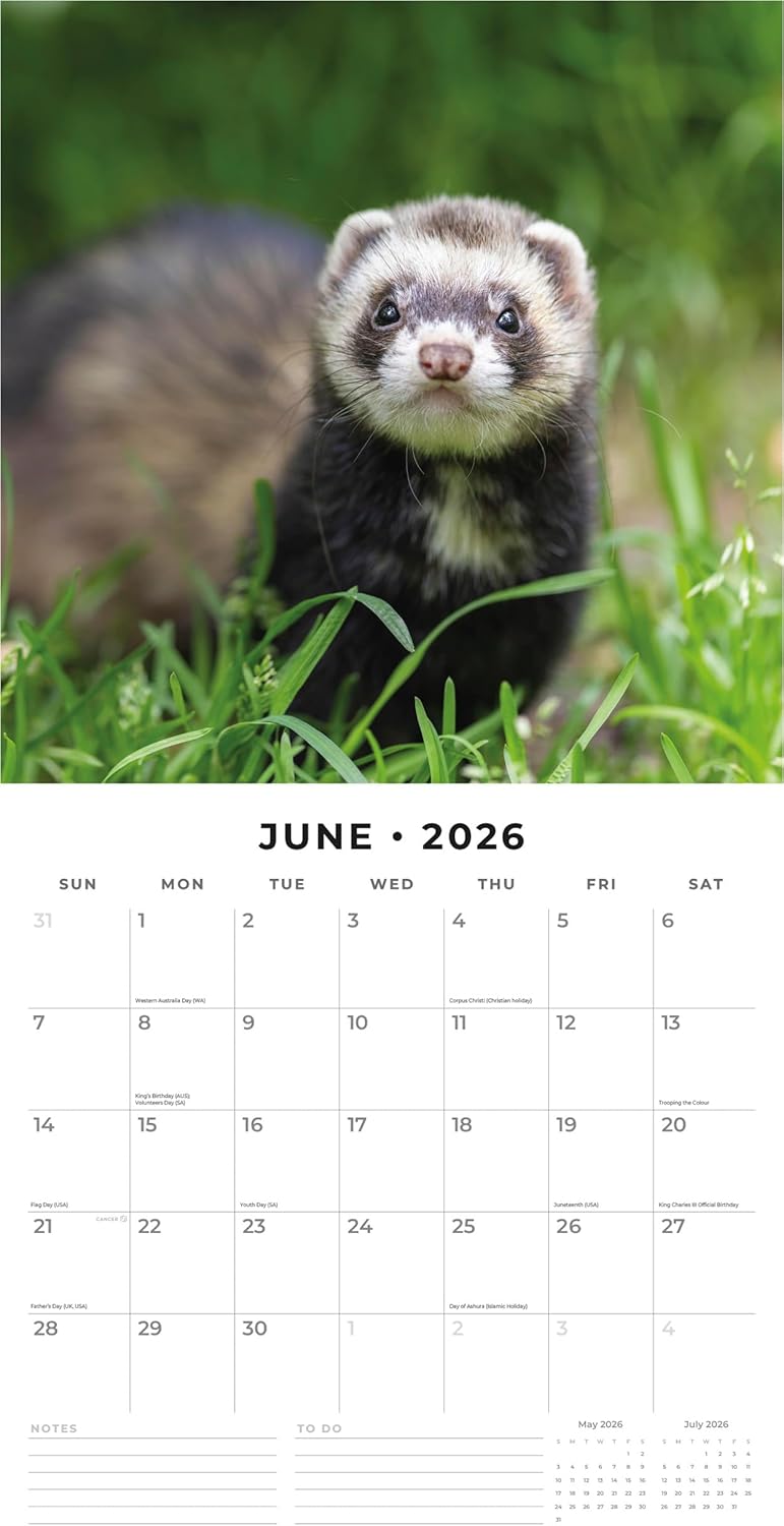 Red Robin 2026 Ferrets Monthly Wall Calendar | 12" x 24" Open | Premium Thick & Sturdy Paper | Hangable 12 Month Calendar | Lined Notes & To Do Area | Vivid Images | Plastic Free