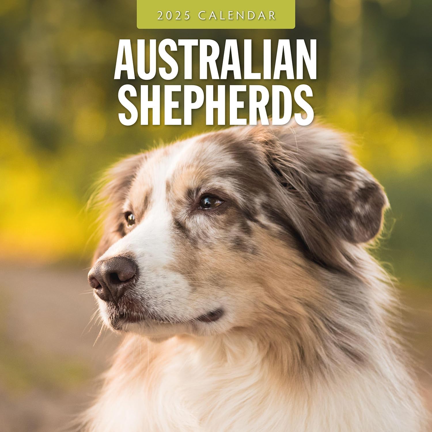 Red Robin 2025 Australian Shepherds Monthly Wall Calendar | 12" x 24" Open | Premium Thick & Sturdy Paper | Hangable 12 Month Calendar | Plastic Free | 4 Month Transition Page for 2024