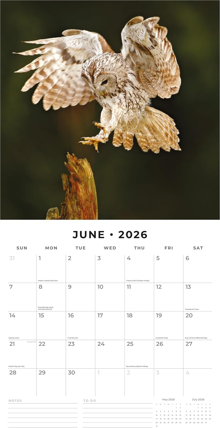 Red Robin 2026 Owls Monthly Wall Calendar | 12" x 24" Open | Premium Thick & Sturdy Paper | Hangable 12 Month Calendar | Lined Notes & To Do Area | Vivid Images | Plastic Free