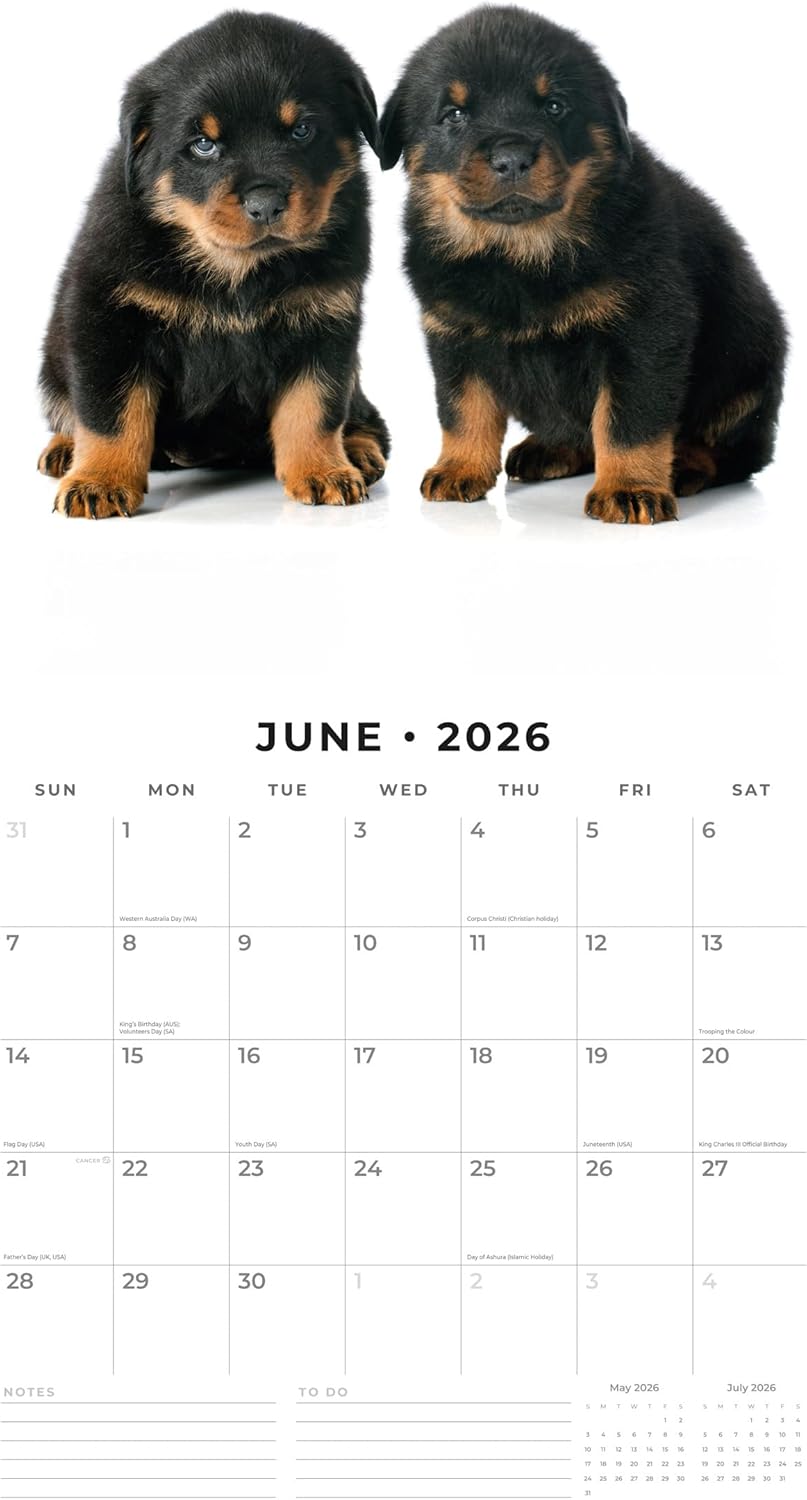 Red Robin 2026 Rottweiler Puppies Monthly Wall Calendar | 12" x 24" Open | Premium Thick & Sturdy Paper | Hangable 12 Month Calendar | Lined Notes & To Do Area | Vivid Images | Plastic Free