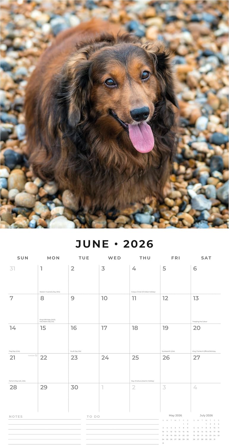 Red Robin 2026 Long-haired Dachshunds Monthly Wall Calendar | 12" x 24" Open | Premium Thick & Sturdy Paper | Hangable 12 Month Calendar | Lined Notes & To Do Area | Vivid Images | Plastic Free