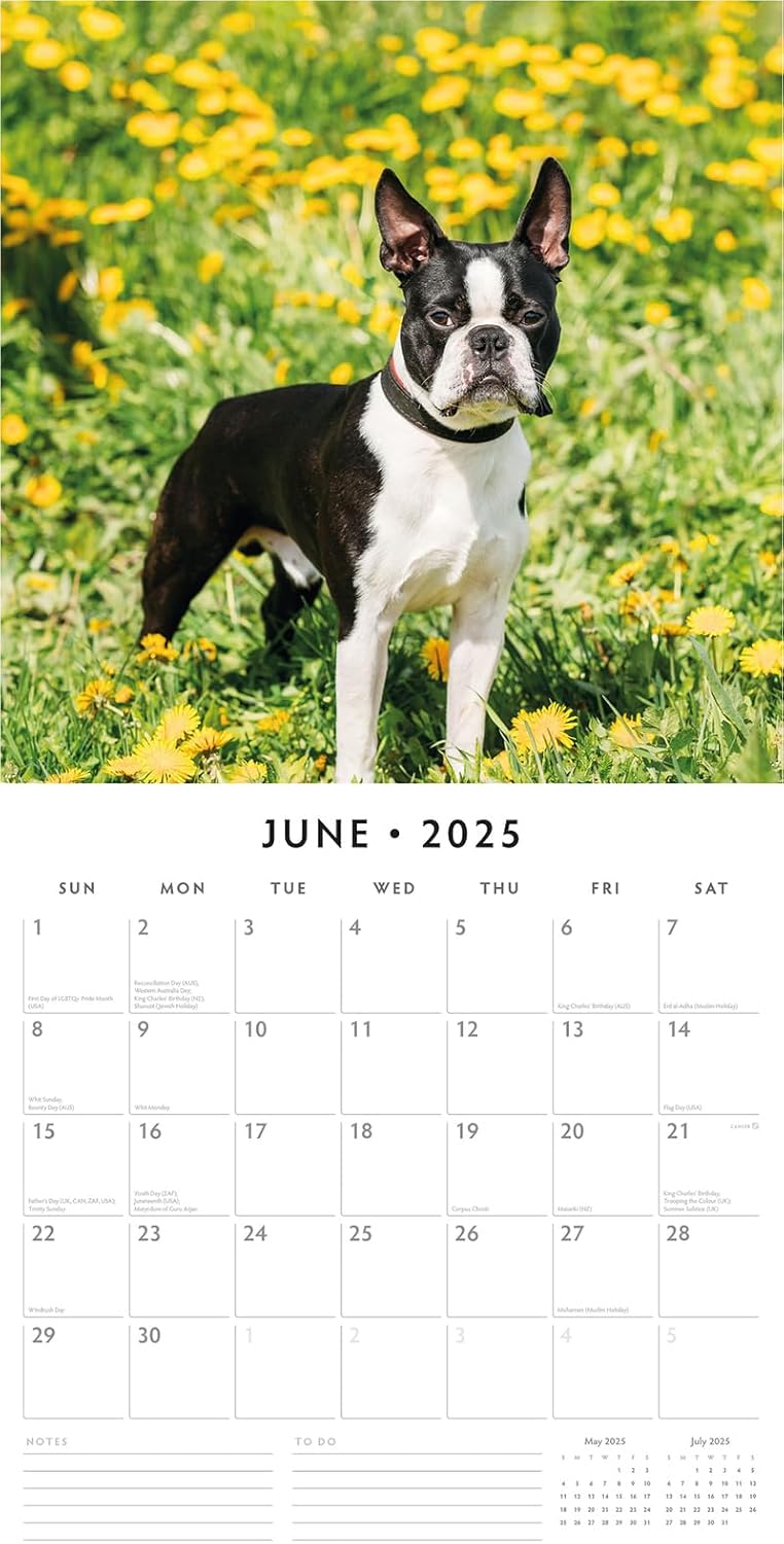 Red Robin 2025 Boston Terriers Monthly Wall Calendar | 12" x 24" Open | Premium Thick & Sturdy Paper | Hangable 12 Month Calendar | Plastic Free | 4 Month Transition Page for 2024