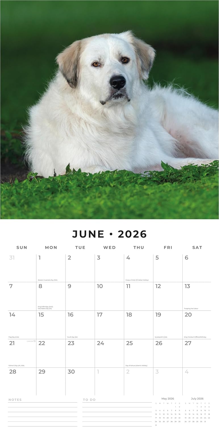 Red Robin 2026 Great Pyrenees Monthly Wall Calendar | 12" x 24" Open | Premium Thick & Sturdy Paper | Hangable 12 Month Calendar | Lined Notes & To Do Area | Vivid Images | Plastic Free