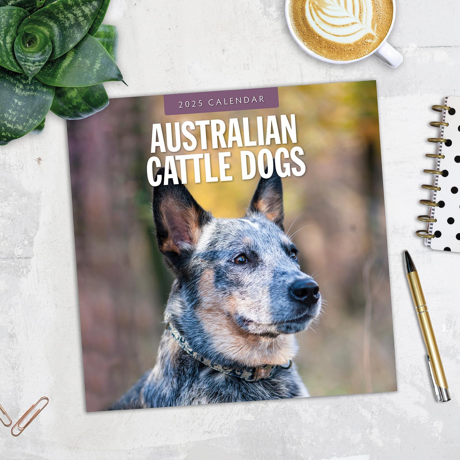 Red Robin 2025 Australian Cattle Dogs Monthly Wall Calendar | 12" x 24" Open | Premium Thick & Sturdy Paper | Hangable 12 Month Calendar | Plastic Free | 4 Month Transition Page for 2024