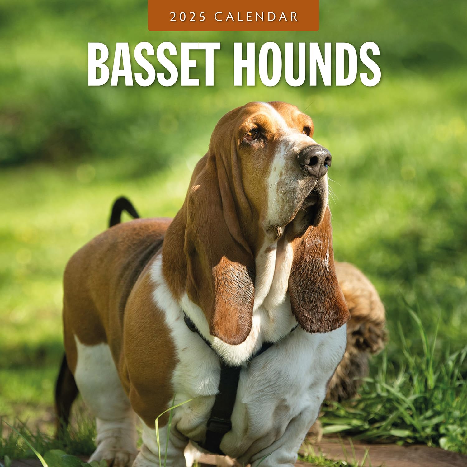 Red Robin 2025 Basset Hounds Monthly Wall Calendar | 12" x 24" Open | Premium Thick & Sturdy Paper | Hangable 12 Month Calendar | Plastic Free | 4 Month Transition Page for 2024