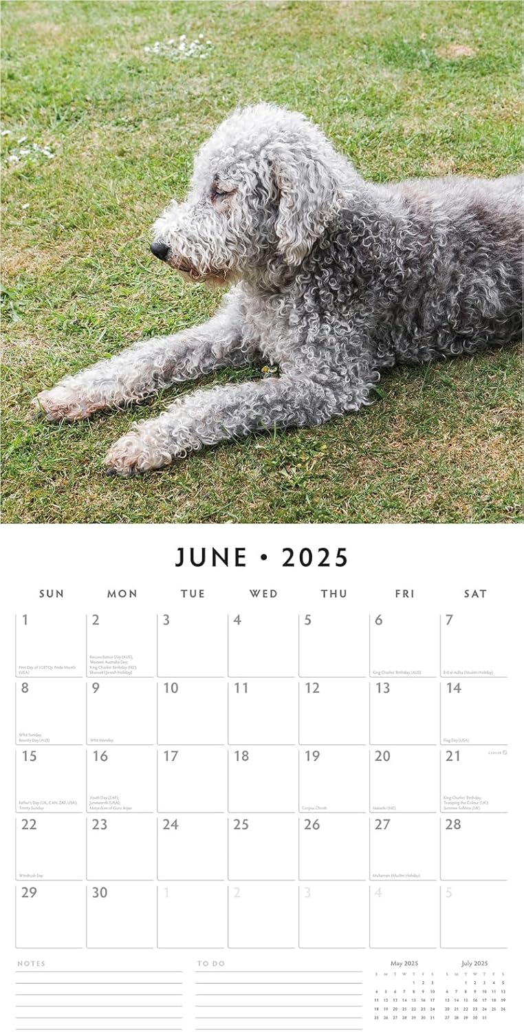 Red Robin 2025 Bedlington Terriers Monthly Wall Calendar | 12" x 24" Open | Premium Thick & Sturdy Paper | Hangable 12 Month Calendar | Plastic Free | 4 Month Transition Page for 2024