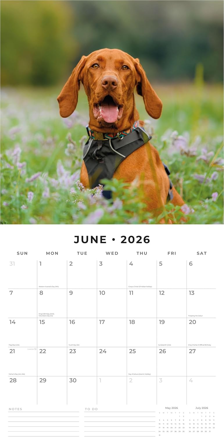 Red Robin 2026 Vizslas Monthly Wall Calendar | 12" x 24" Open | Premium Thick & Sturdy Paper | Hangable 12 Month Calendar | Lined Notes & To Do Area | Vivid Images | Plastic Free