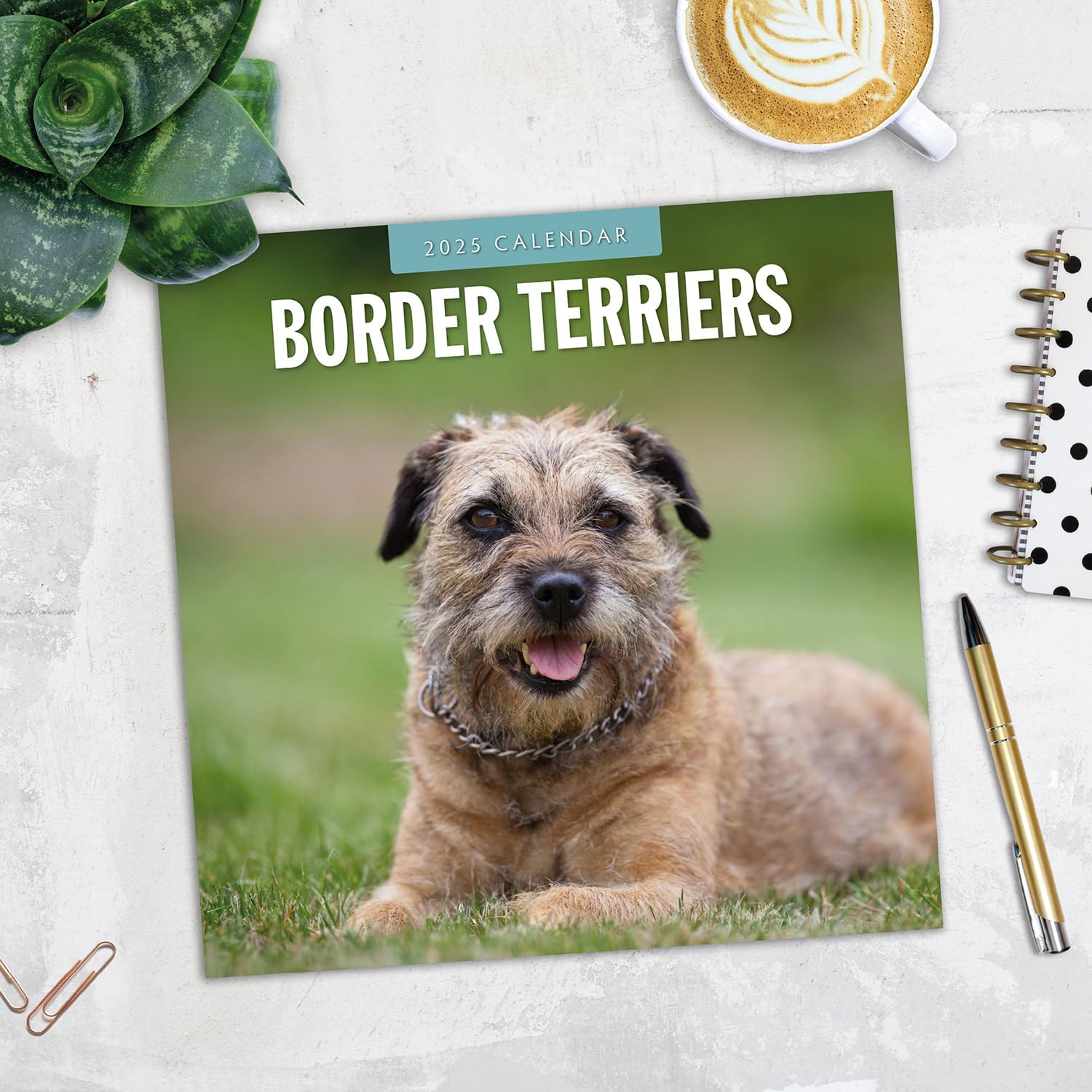 Red Robin 2025 Border Terriers Monthly Wall Calendar | 12" x 24" Open | Premium Thick & Sturdy Paper | Hangable 12 Month Calendar | Plastic Free | 4 Month Transition Page for 2024