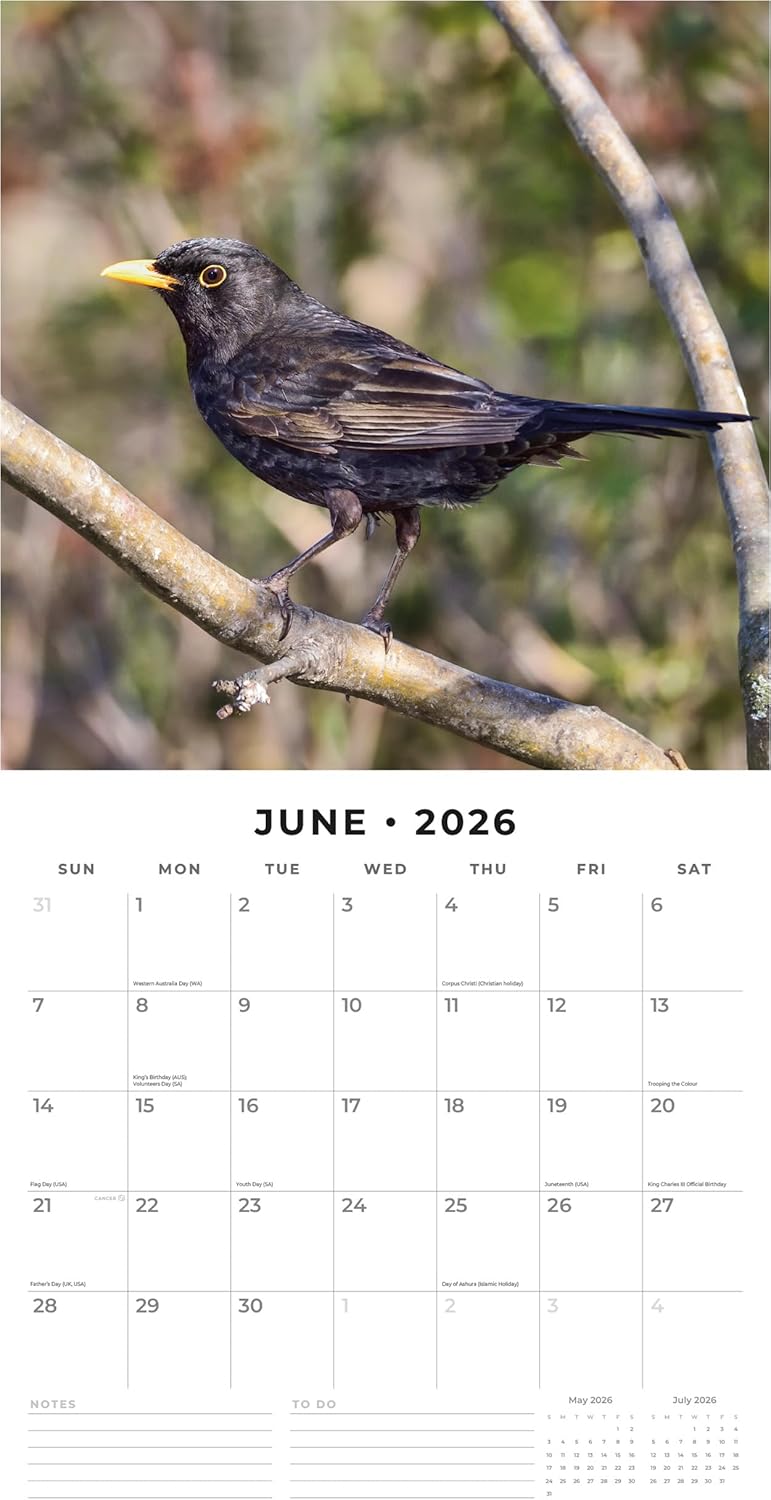 Red Robin 2026 British Garden Birds Monthly Wall Calendar | 12" x 24" Open | Premium Thick & Sturdy Paper | Hangable 12 Month Calendar | Lined Notes & To Do Area | Vivid Images | Plastic Free