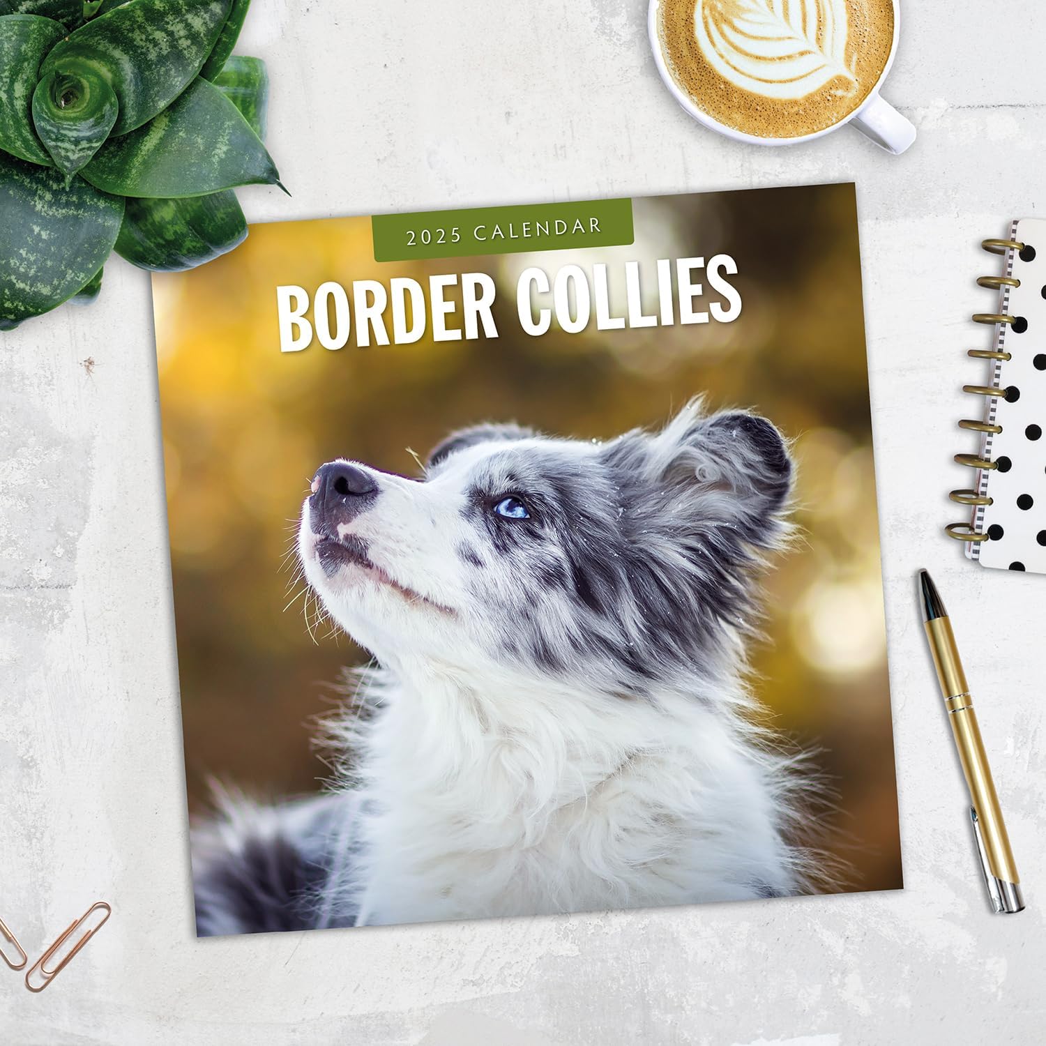 Red Robin 2025 Border Collies Monthly Wall Calendar | 12" x 24" Open | Premium Thick & Sturdy Paper | Hangable 12 Month Calendar | Plastic Free | 4 Month Transition Page for 2024