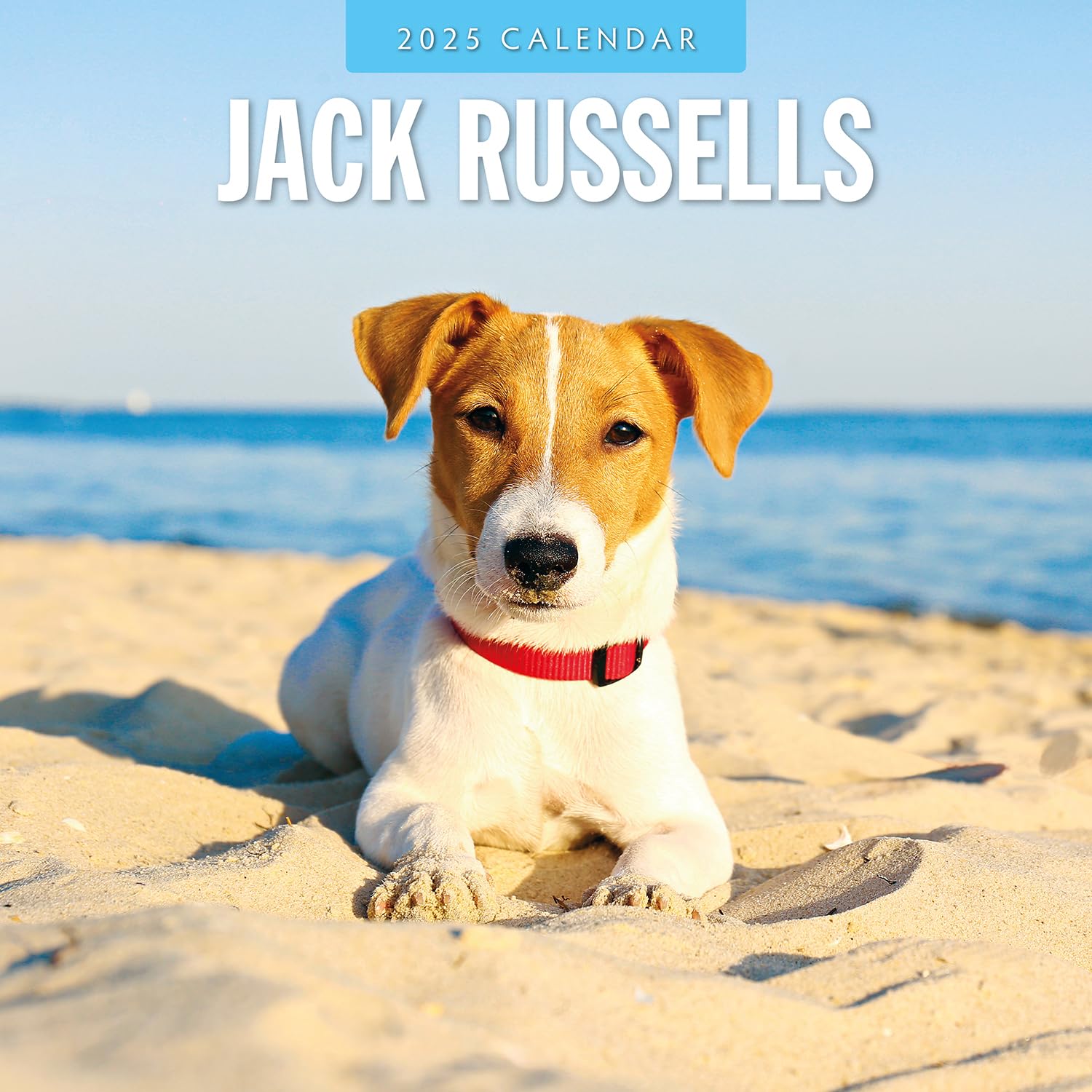Red Robin 2025 Jack Russells Monthly Wall Calendar | 12" x 24" Open | Premium Thick & Sturdy Paper | Hangable 12 Month Calendar | Plastic Free | 4 Month Transition Page for 2024