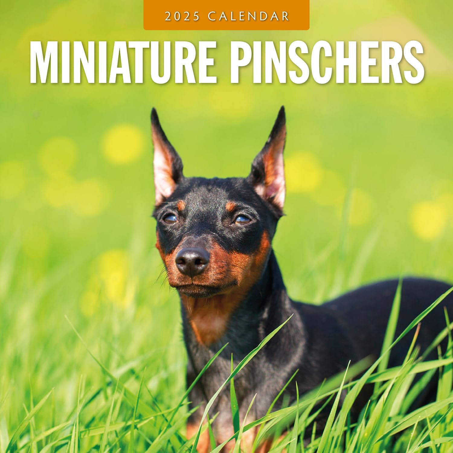 Red Robin 2025 Miniature Pinschers Monthly Wall Calendar | 12" x 24" Open | Premium Thick & Sturdy Paper | Hangable 12 Month Calendar | Plastic Free | 4 Month Transition Page for 2024