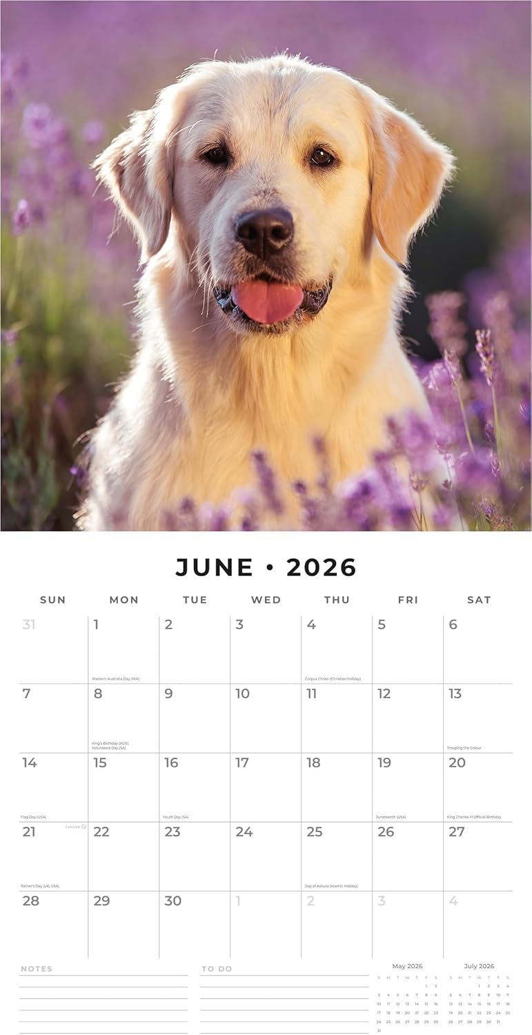 Red Robin 2026 Golden Retrievers Monthly Wall Calendar | 12" x 24" Open | Premium Thick & Sturdy Paper | Hangable 12 Month Calendar | Lined Notes & To Do Area | Vivid Images | Plastic Free