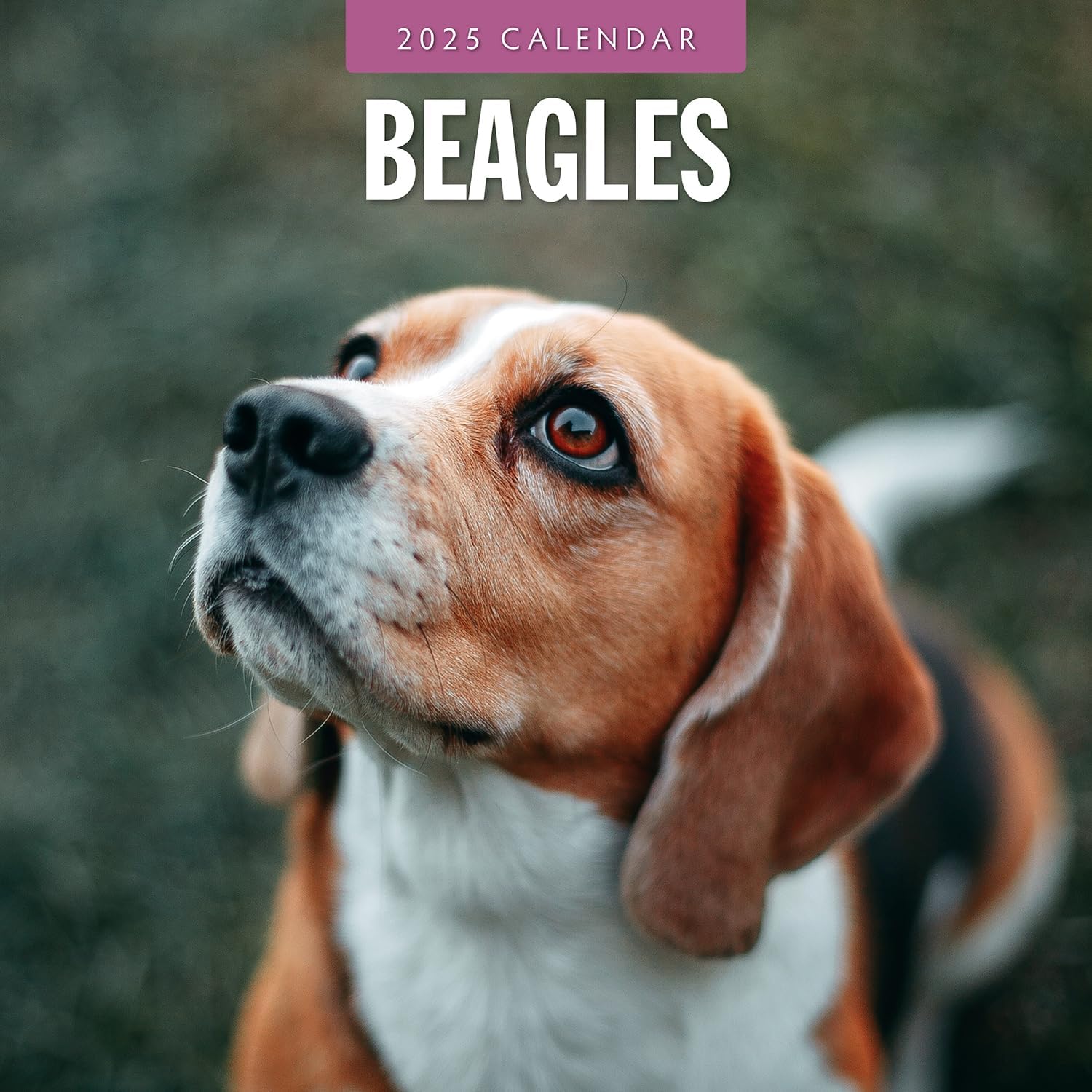 Red Robin 2025 Beagles Monthly Wall Calendar | 12" x 24" Open | Premium Thick & Sturdy Paper | Hangable 12 Month Calendar | Plastic Free | 4 Month Transition Page for 2024