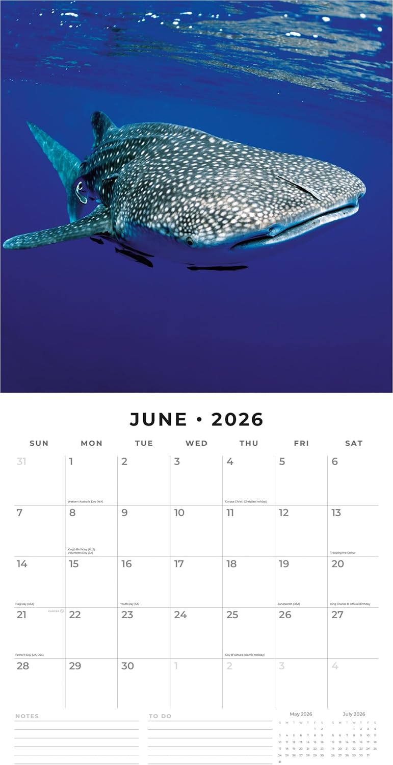Red Robin 2026 Sharks Monthly Wall Calendar | 12" x 24" Open | Premium Thick & Sturdy Paper | Hangable 12 Month Calendar | Lined Notes & To Do Area | Vivid Images | Plastic Free