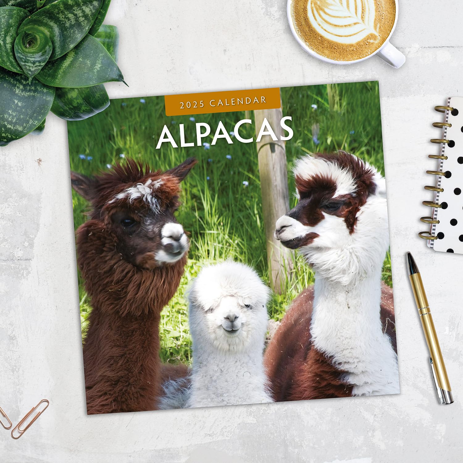 2025 Alpacas Monthly Wall Calendar | 12" x 24" Open | Premium Thick & Sturdy Paper | Hangable 12 Month Calendar | Plastic Free | 4 Month Transition Page for 2024