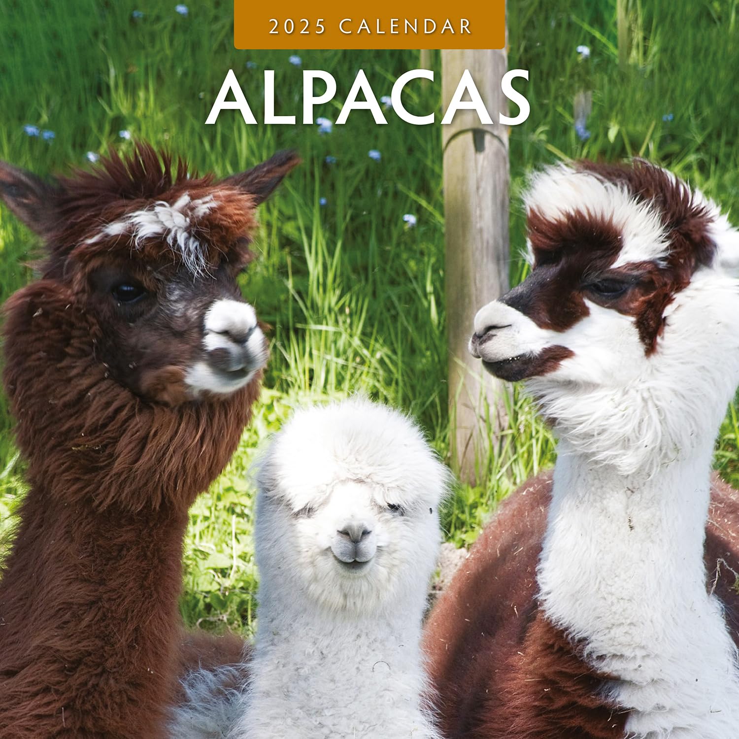 2025 Alpacas Monthly Wall Calendar | 12" x 24" Open | Premium Thick & Sturdy Paper | Hangable 12 Month Calendar | Plastic Free | 4 Month Transition Page for 2024