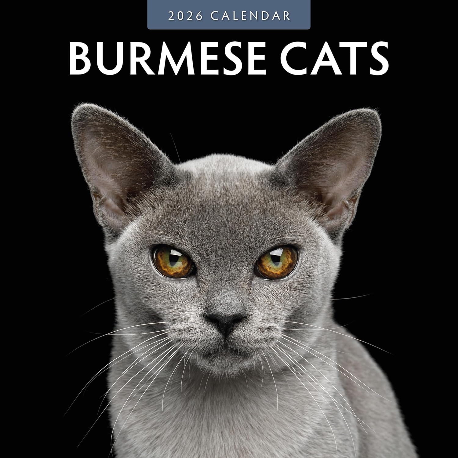 Burmese Cats - 2026 Square Wall Calendar - by Red Robin Publishing