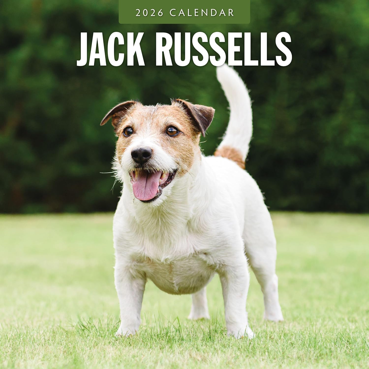 Red Robin 2026 Jack Russells Monthly Wall Calendar | 12" x 24" Open | Premium Thick & Sturdy Paper | Hangable 12 Month Calendar | Lined Notes & To Do Area | Vivid Images | Plastic Free