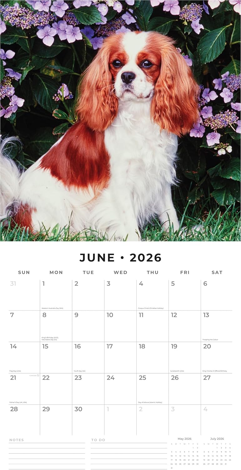 Red Robin 2026 Cavalier King Charles Spaniels Monthly Wall Calendar | 12" x 24" Open | Premium Thick & Sturdy Paper | Hangable 12 Month Calendar | Lined Notes & To Do Area | Plastic Free